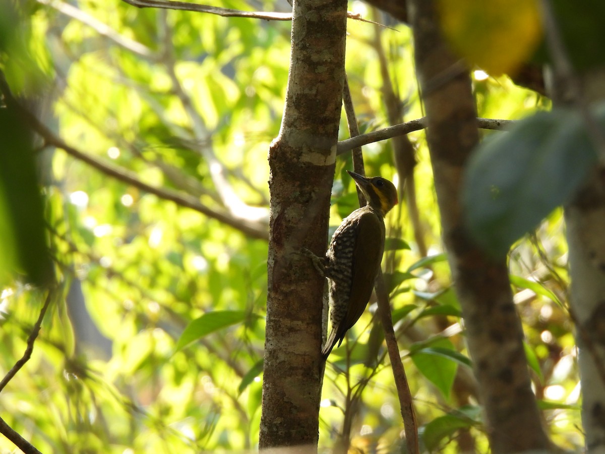 White-throated Woodpecker - ML623611984