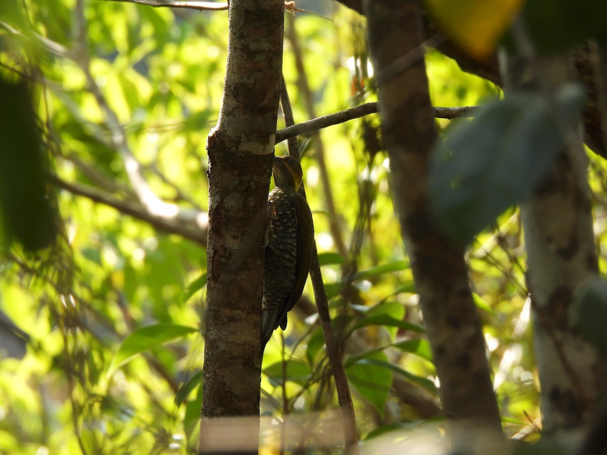 White-throated Woodpecker - ML623611985