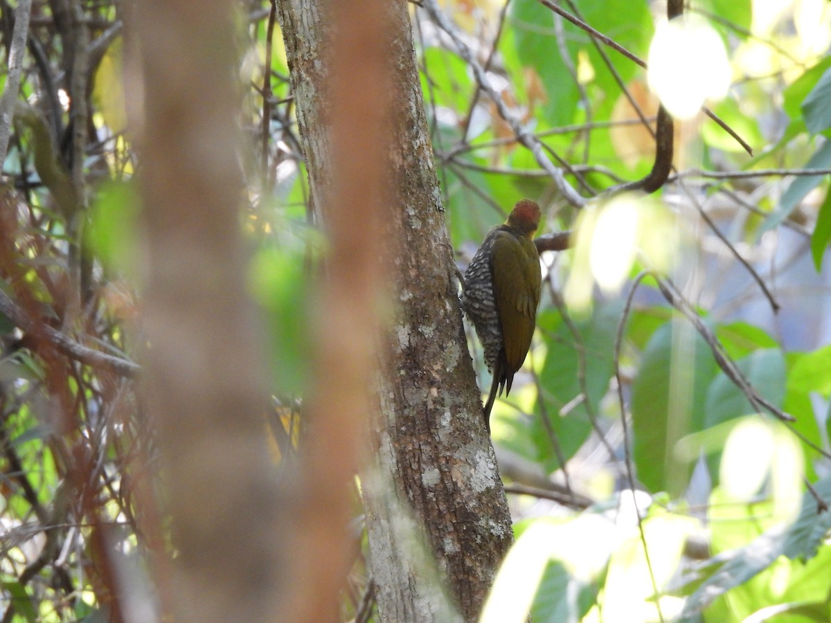 White-throated Woodpecker - ML623611986