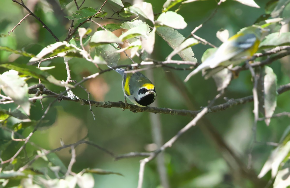 Golden-winged Warbler - ML623612000