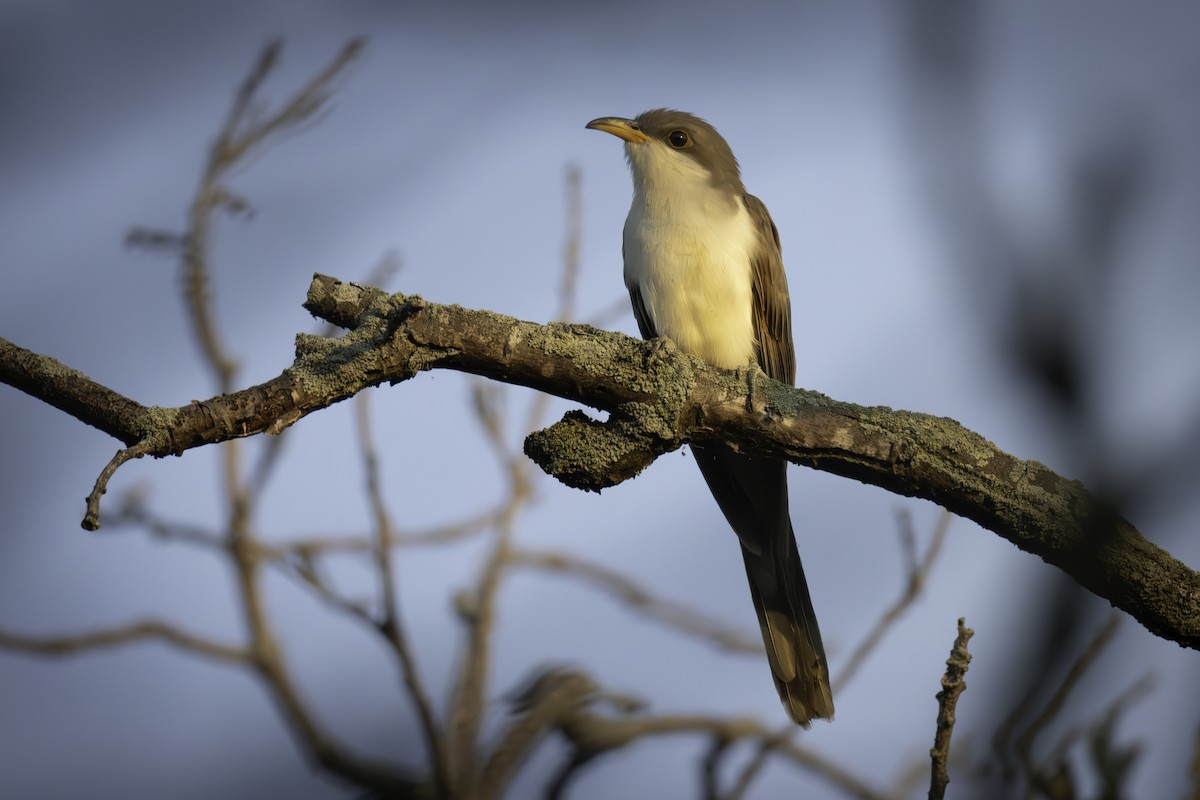 Yellow-billed Cuckoo - ML623612006