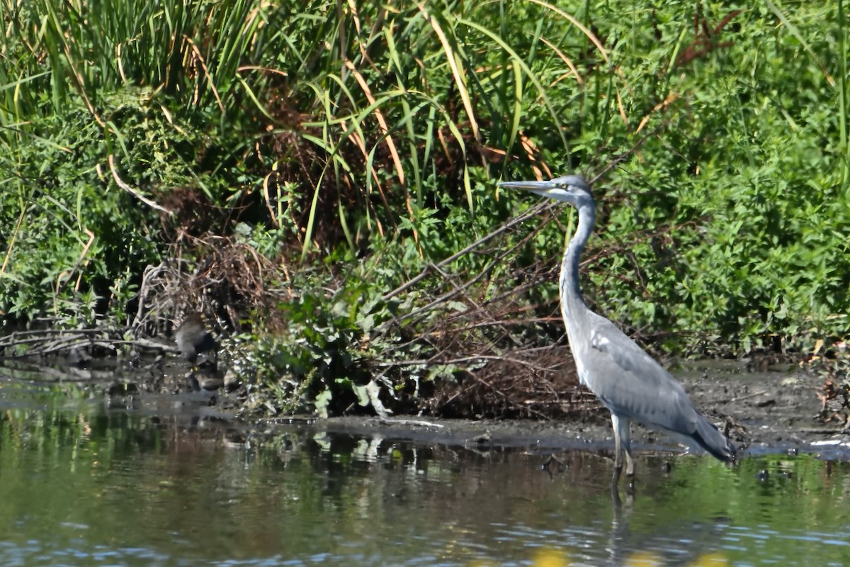 Хөх дэглий - ML623612087