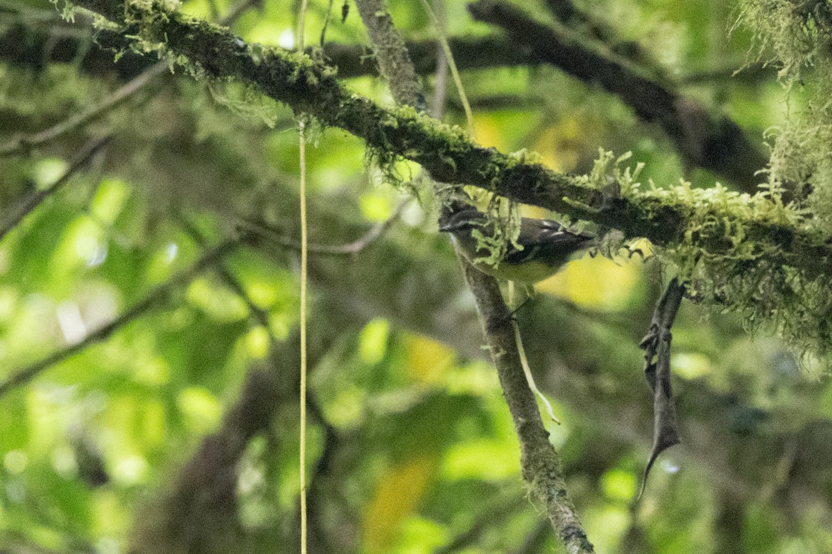 Black-capped Tyrannulet - ML623612091