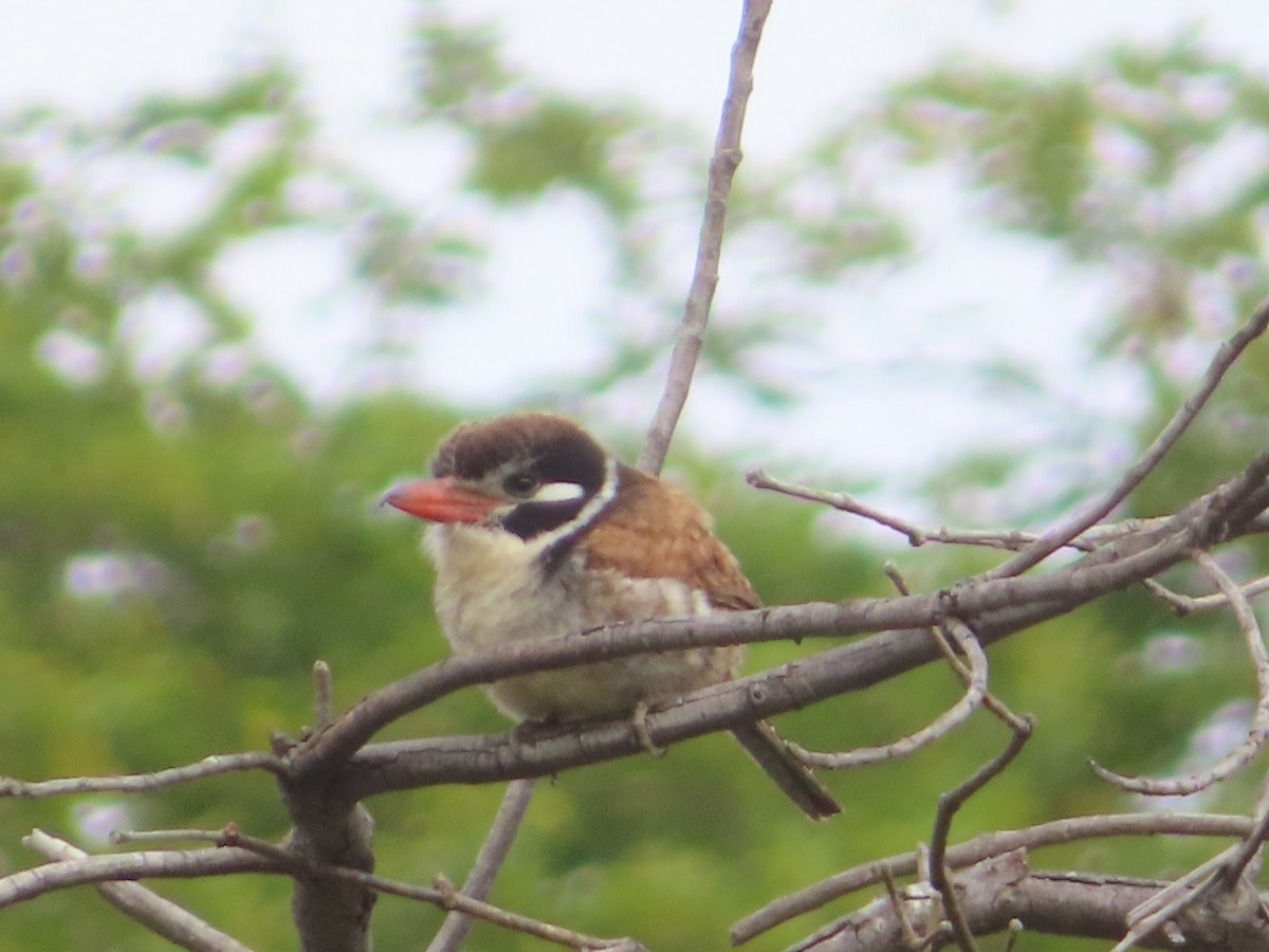 White-eared Puffbird - Alban Guillaumet