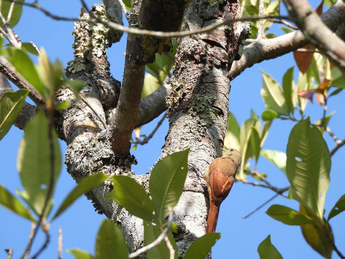 Olivaceous Woodcreeper - ML623612140