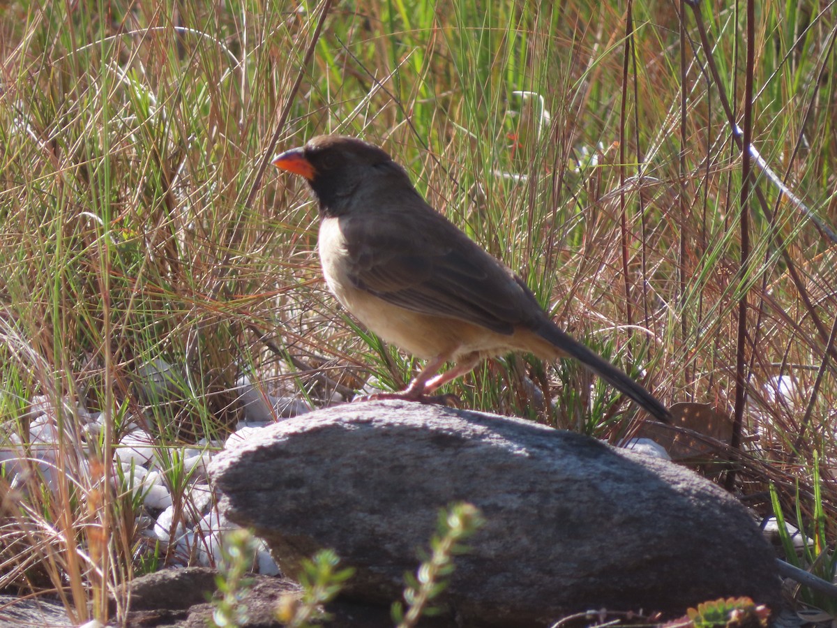 Black-throated Saltator - ML623612200