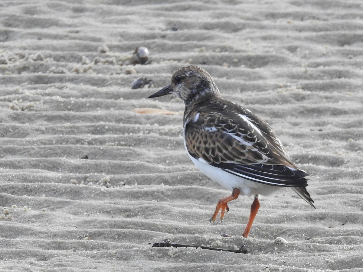 Ruddy Turnstone - ML623612202