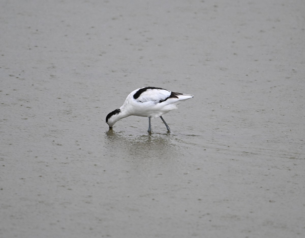 Pied Avocet - ML623612247