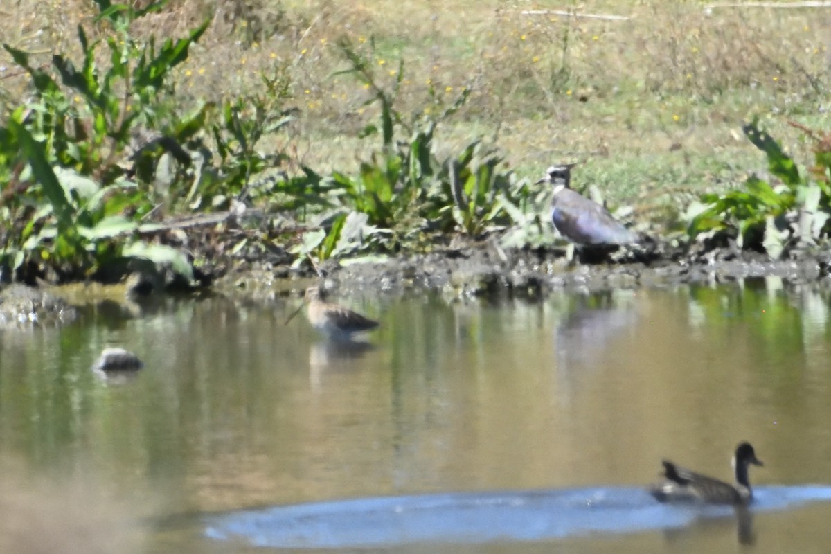 Умардын хавтгаалж - ML623612300