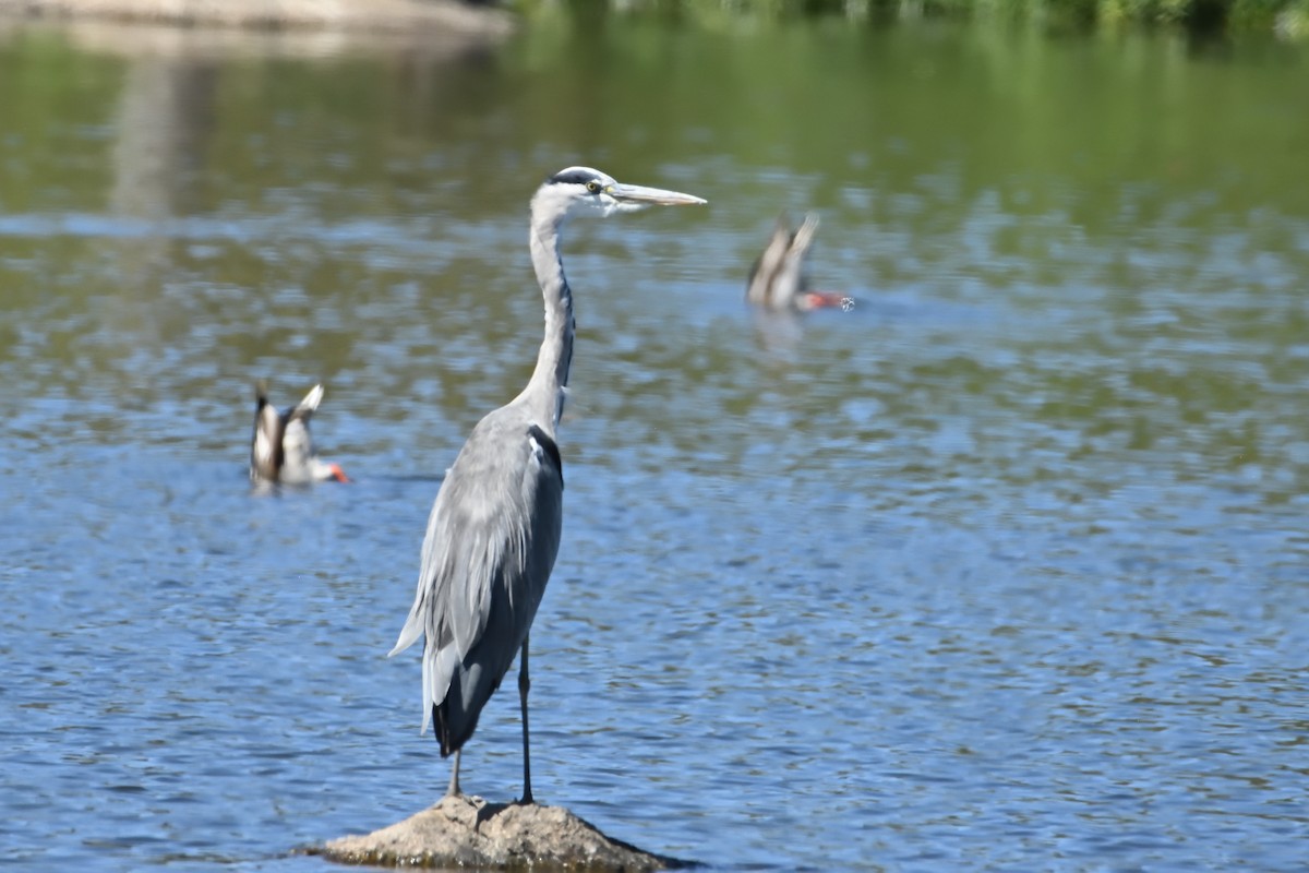 Хөх дэглий - ML623612305