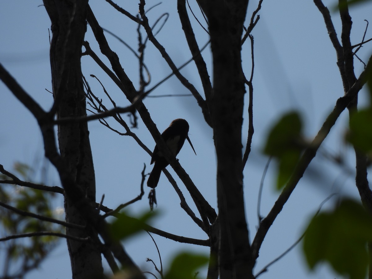 Brown Jacamar - ML623612309