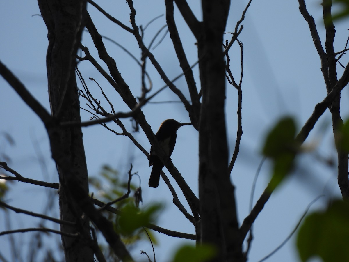 Brown Jacamar - ML623612310