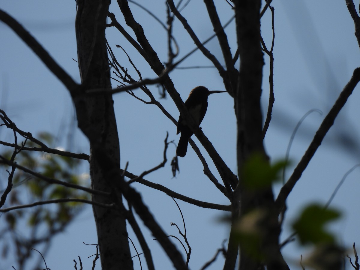 Brown Jacamar - ML623612311