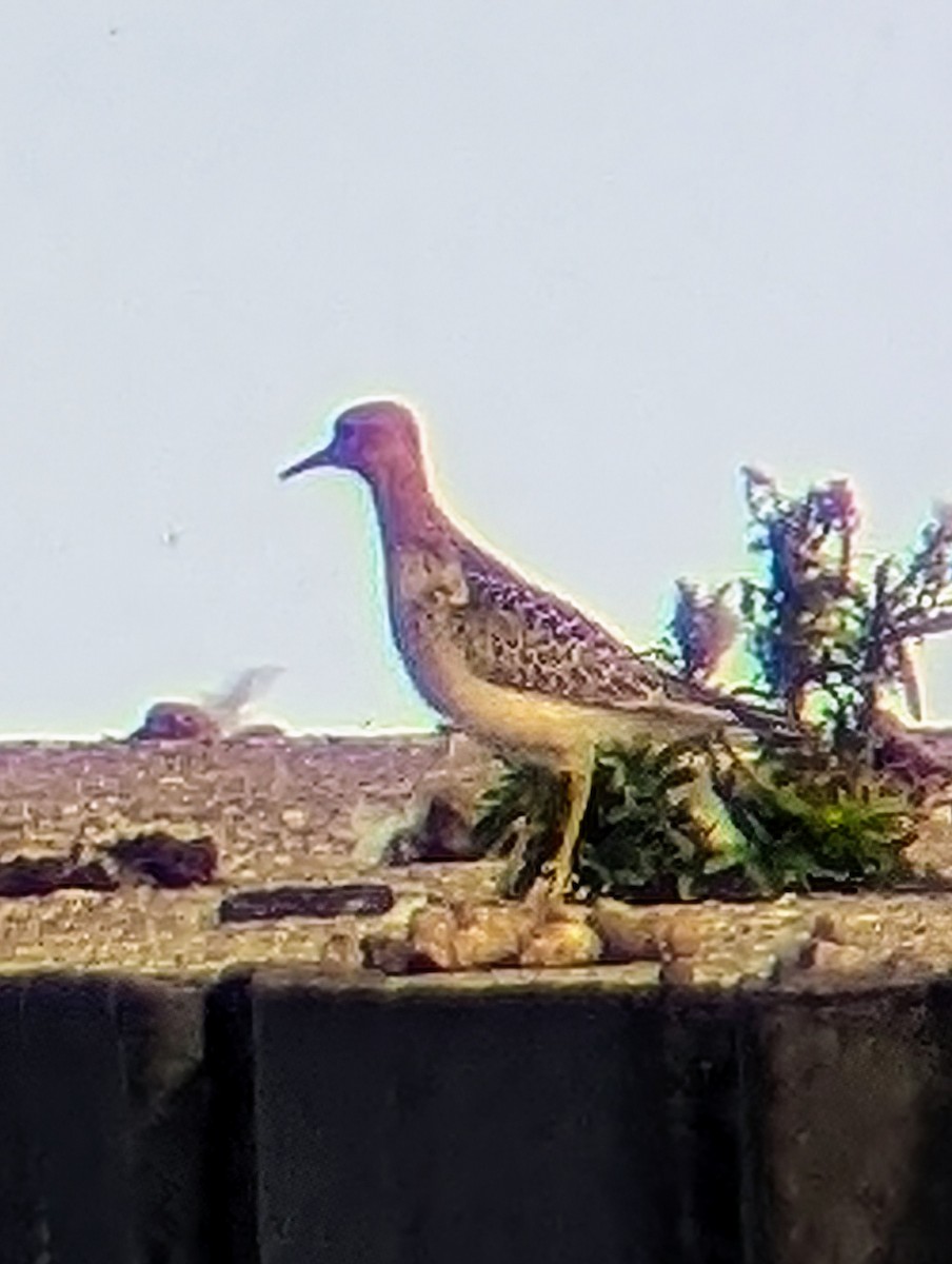 Buff-breasted Sandpiper - ML623612347