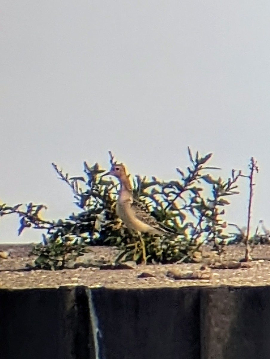 Buff-breasted Sandpiper - ML623612348