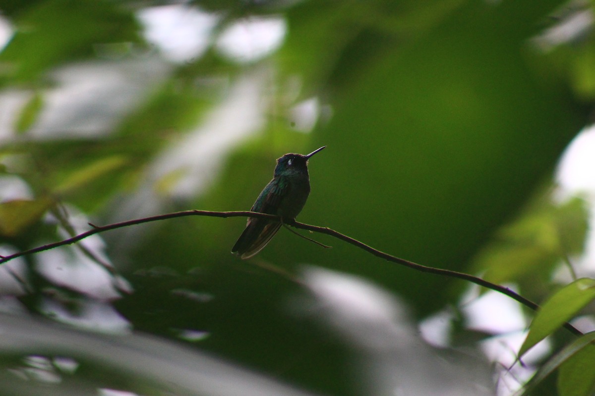 Colibrí Cabeciazul - ML623612430