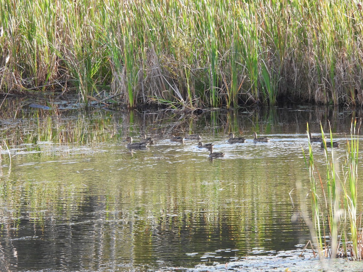 Blue-winged Teal - ML623612447