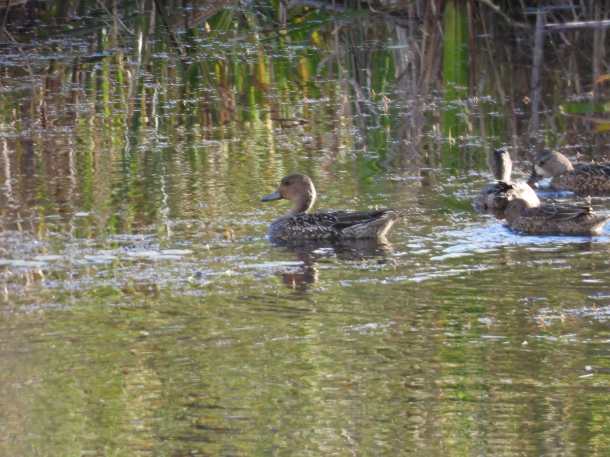 Northern Pintail - ML623612470