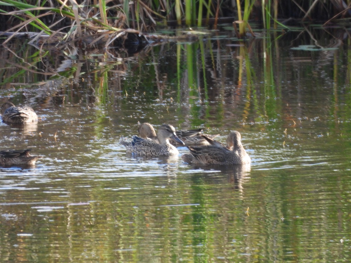 Blue-winged Teal - ML623612531