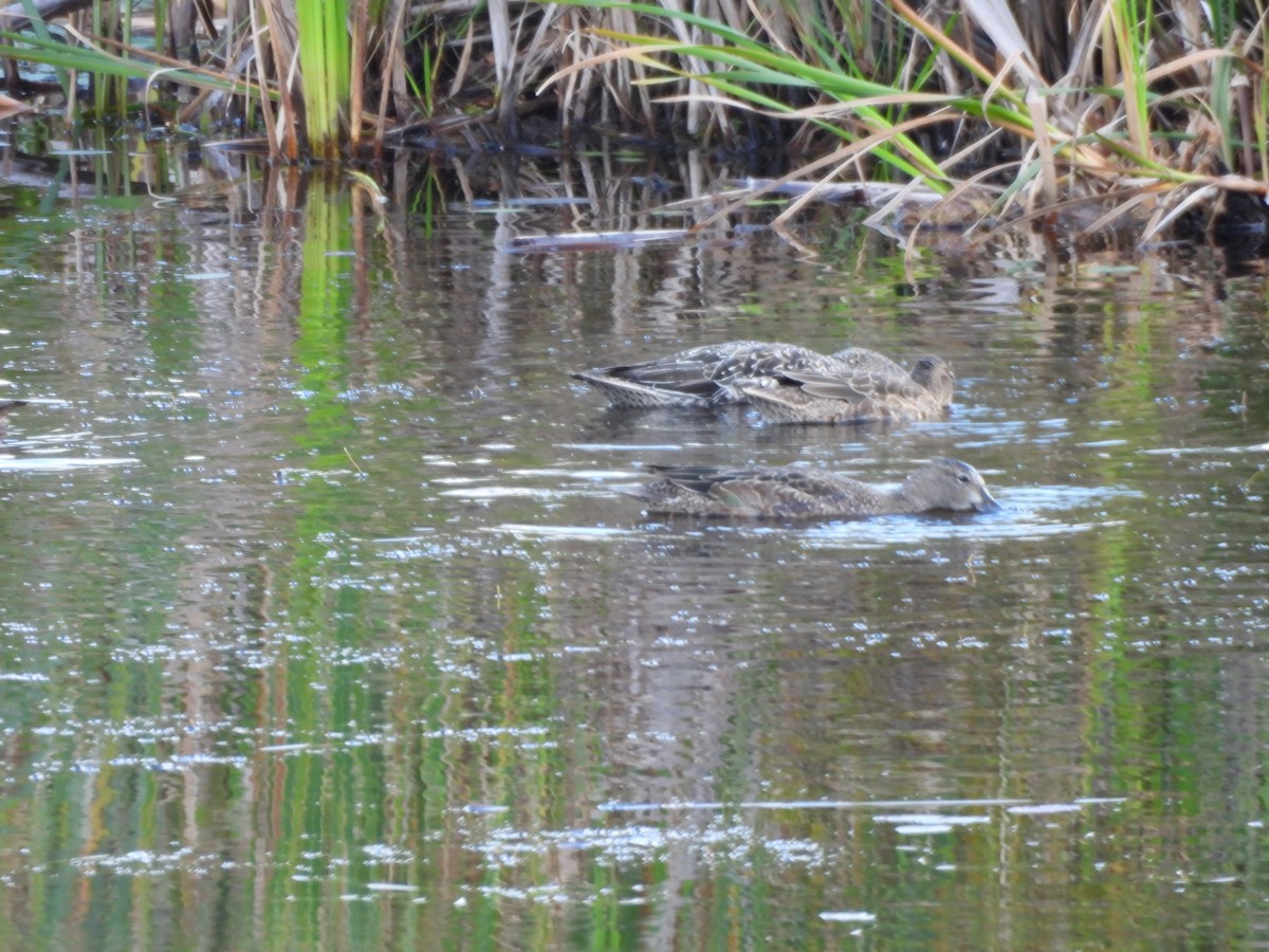 Blue-winged Teal - ML623612532