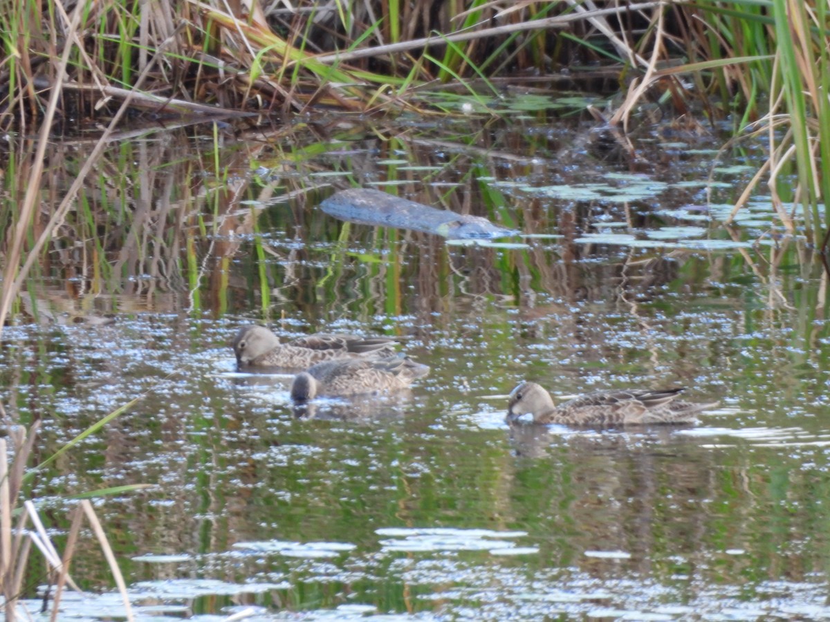 Blue-winged Teal - ML623612533