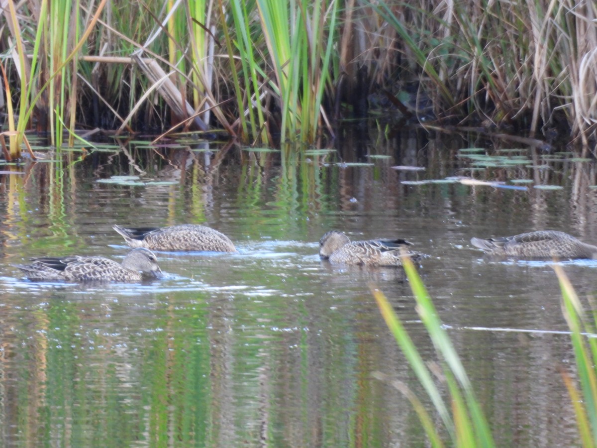 Blue-winged Teal - Evan Houlding