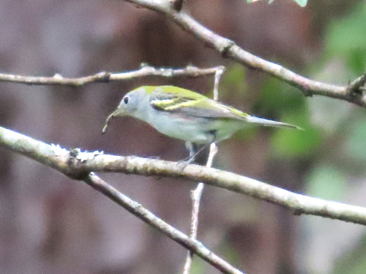 Chestnut-sided Warbler - ML623612547