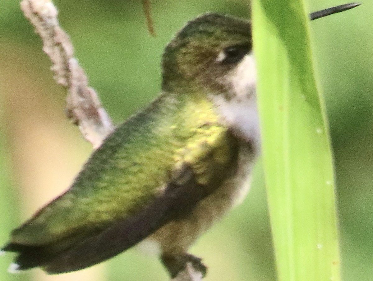 Ruby-throated Hummingbird - ML623612554