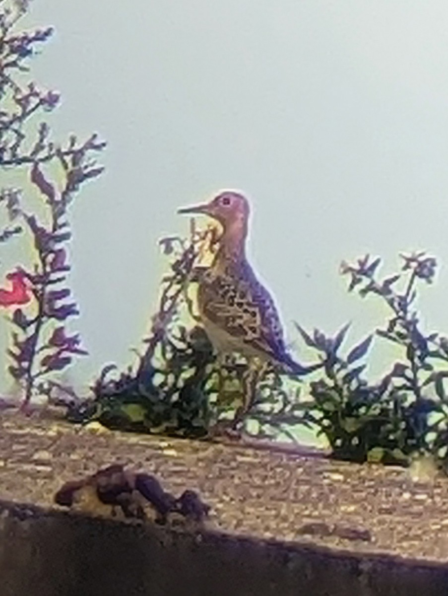 Buff-breasted Sandpiper - ML623612559