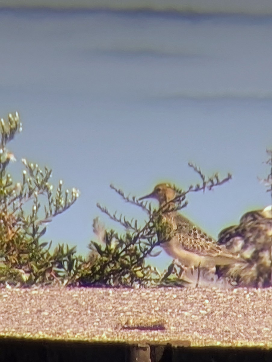 Buff-breasted Sandpiper - ML623612560