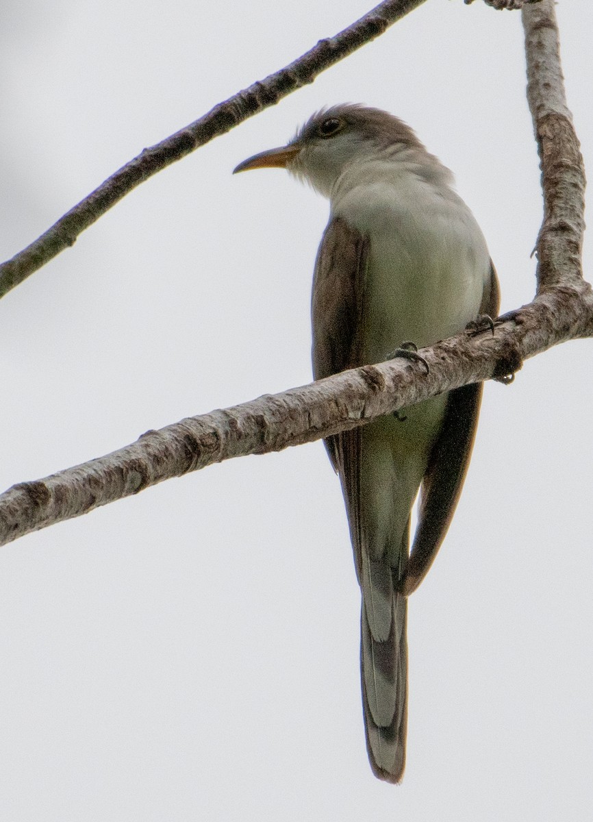 Yellow-billed Cuckoo - ML623612562