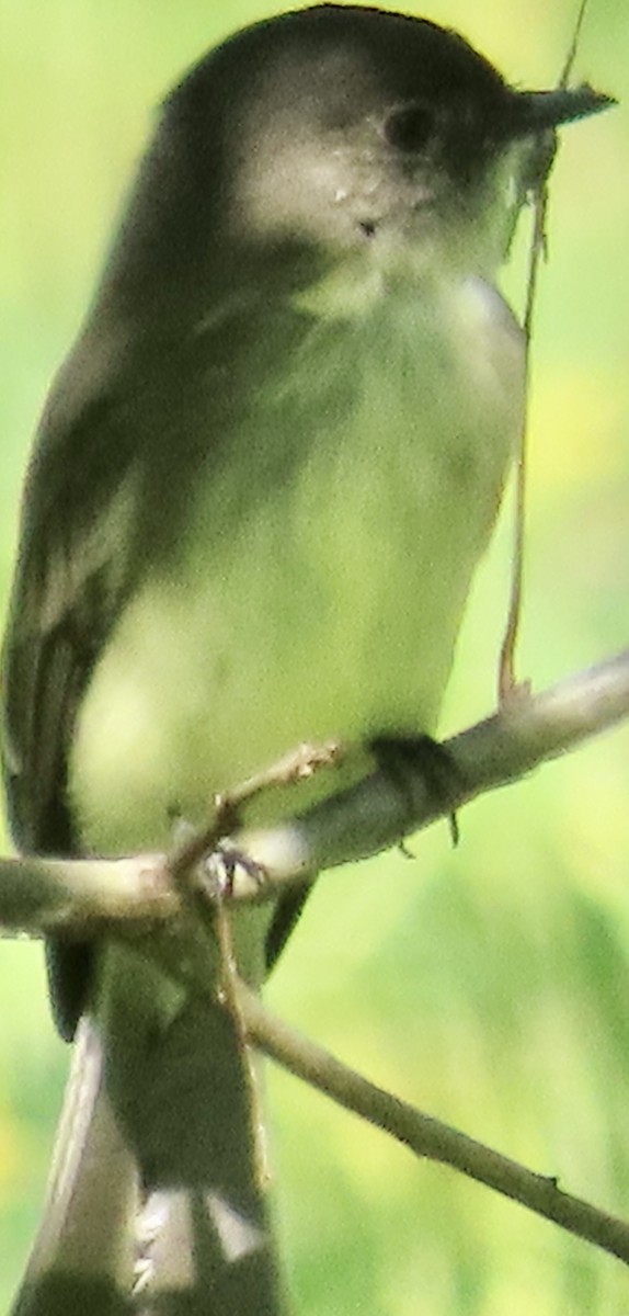 Eastern Phoebe - ML623612570