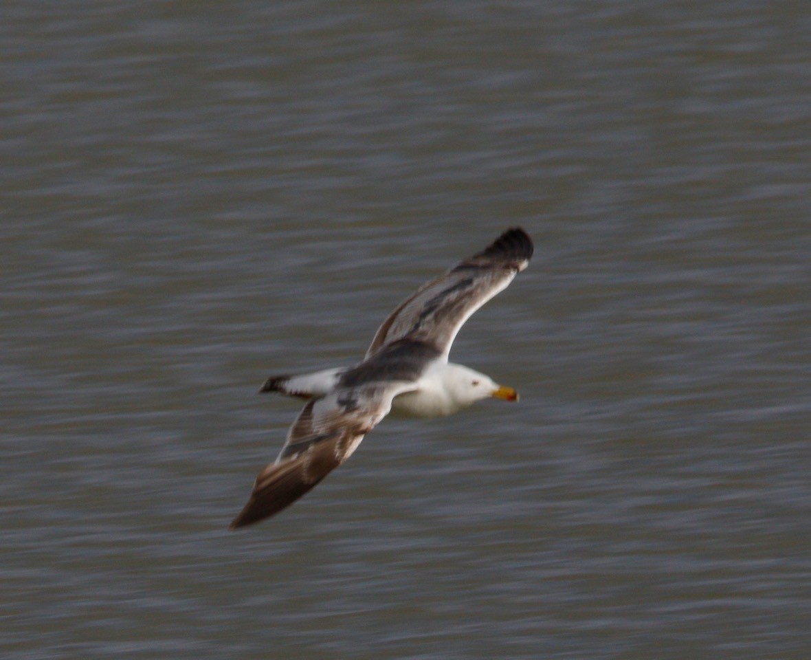 Yellow-footed Gull - ML623612583