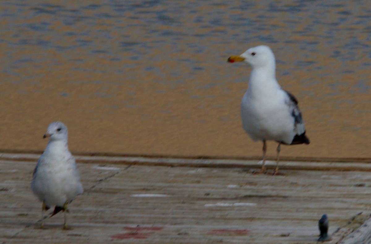 Yellow-footed Gull - ML623612584