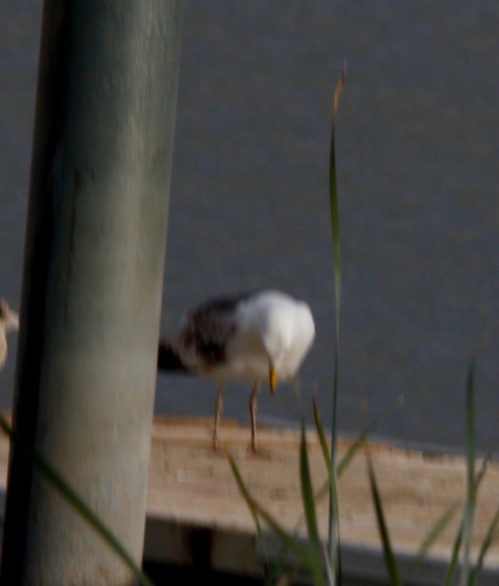 Yellow-footed Gull - ML623612585