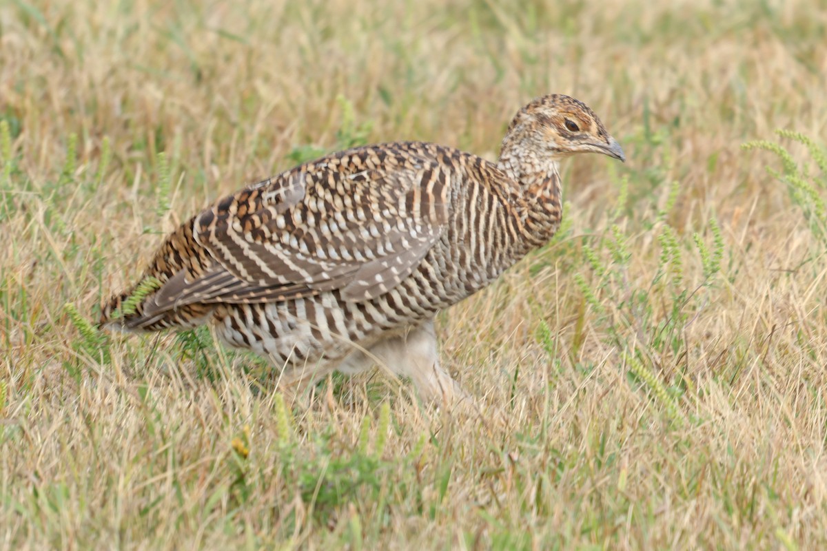 Greater Prairie-Chicken - ML623612591