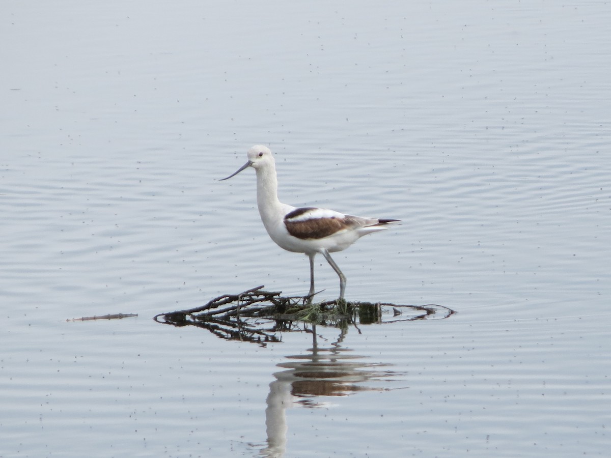 Avoceta Americana - ML623612612