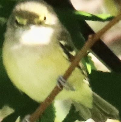 White-eyed Vireo - ML623612622