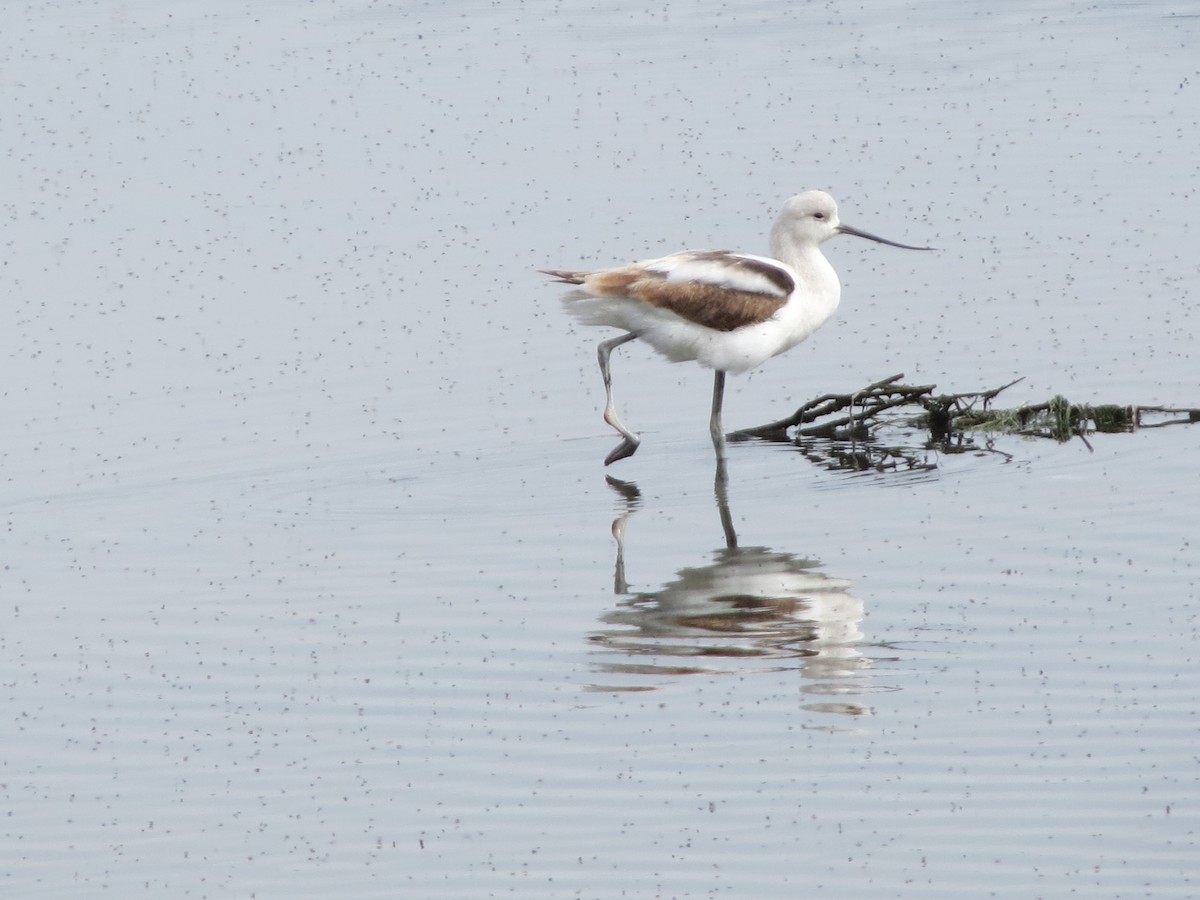 Avoceta Americana - ML623612624