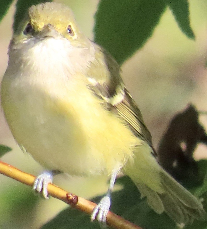 White-eyed Vireo - Mark Domincovich