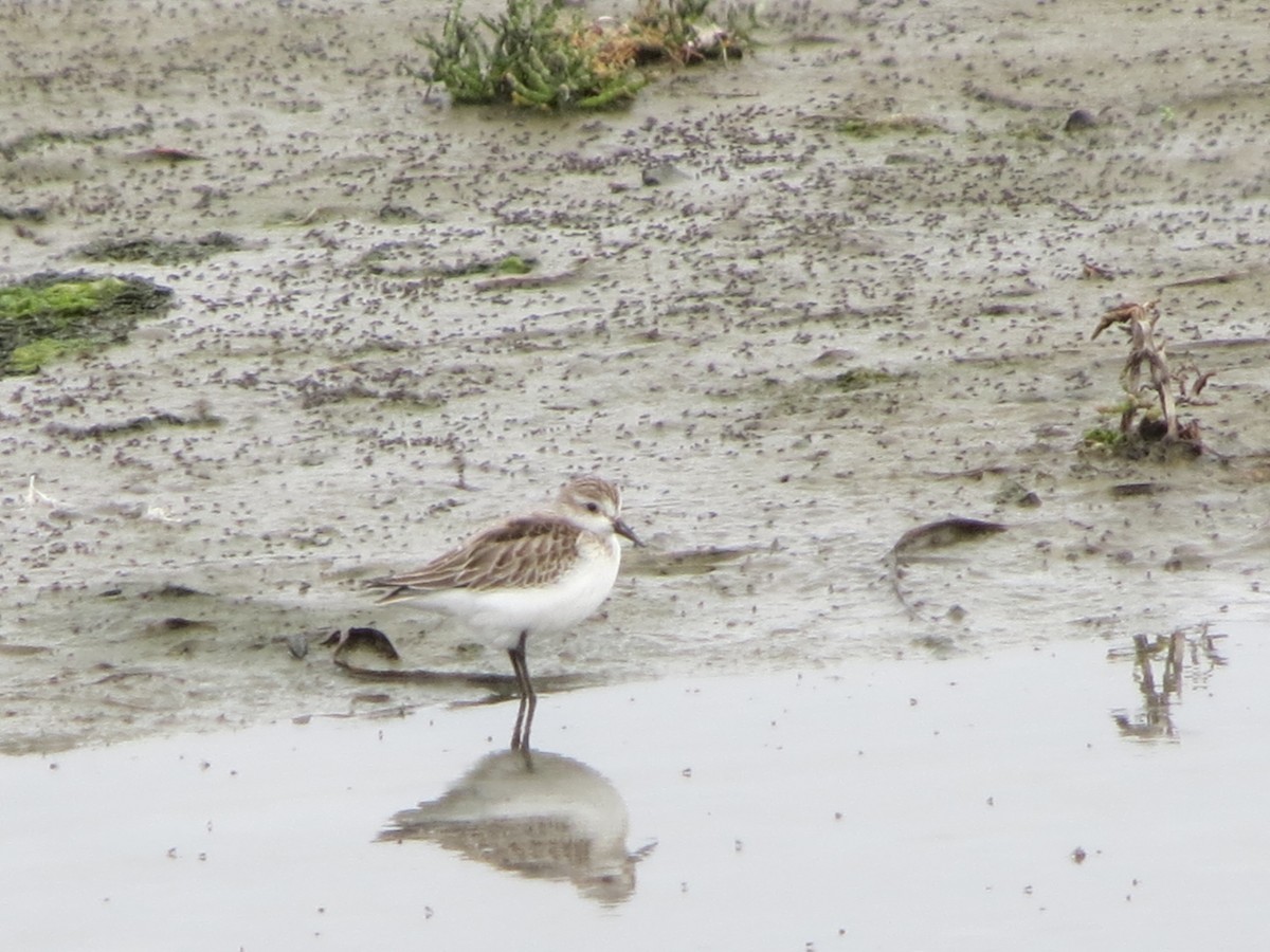 Semipalmated Sandpiper - ML623612639