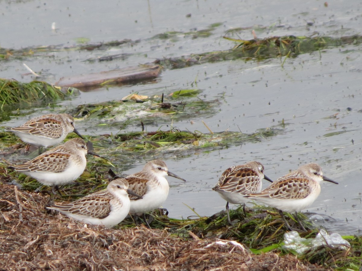 Western Sandpiper - ML623612660