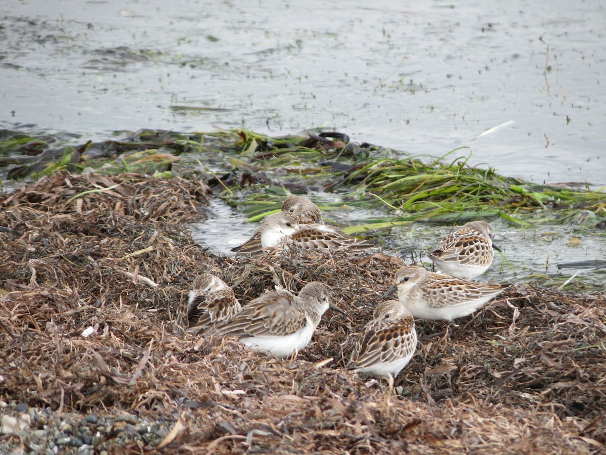 Western Sandpiper - ML623612674