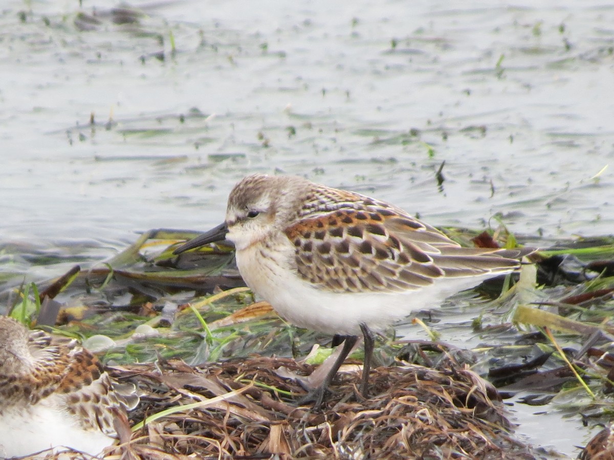 Western Sandpiper - ML623612690