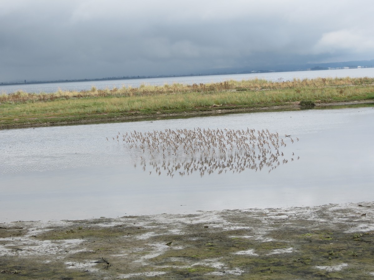 Western Sandpiper - ML623612712