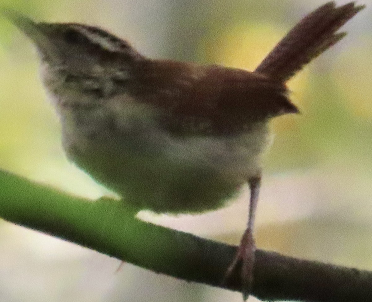 Carolina Wren - ML623612730