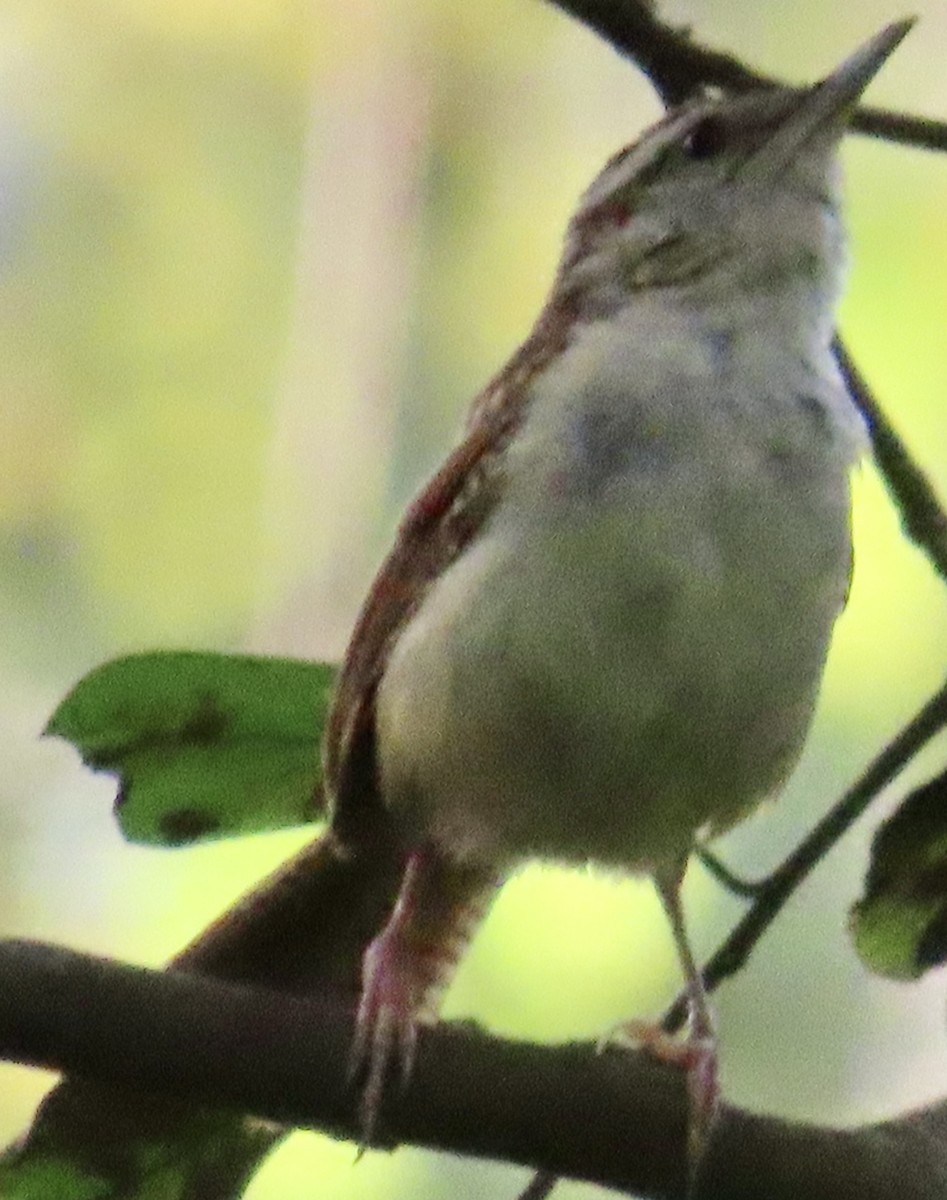 Carolina Wren - ML623612740