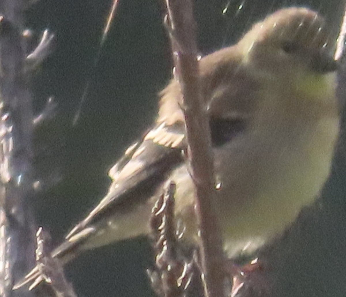 American Goldfinch - ML623612753