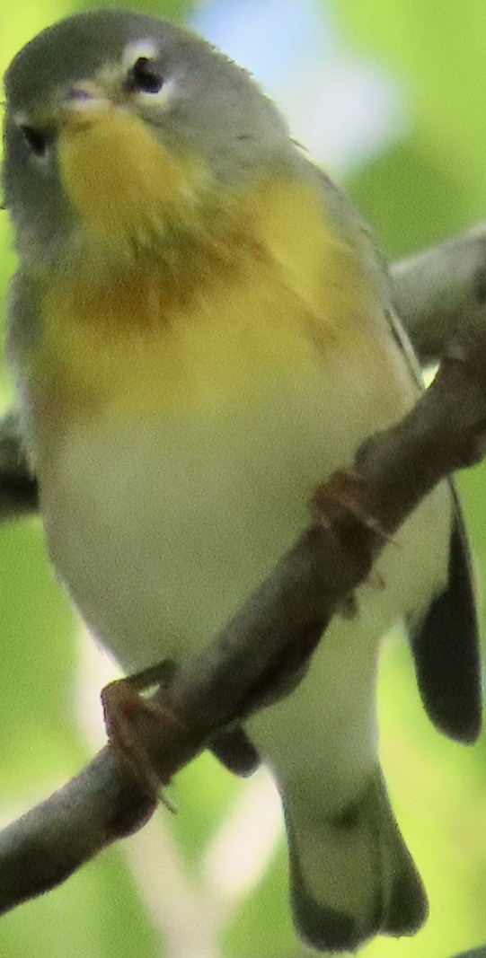 Northern Parula - Mark Domincovich