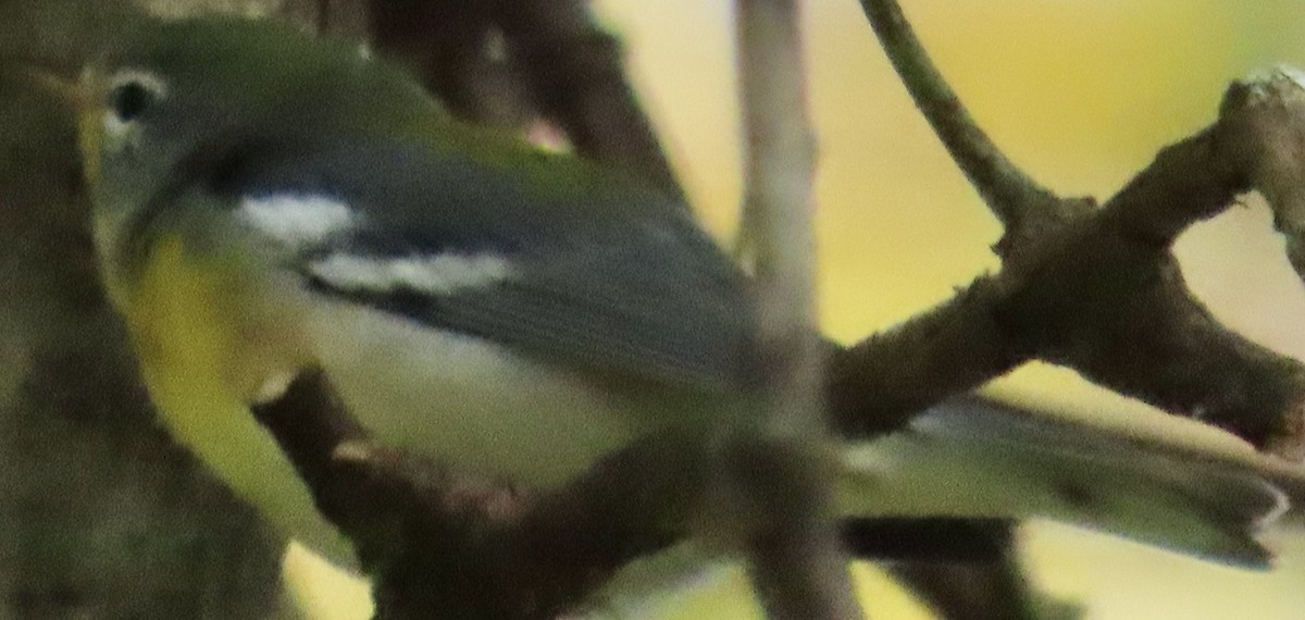 Northern Parula - Mark Domincovich